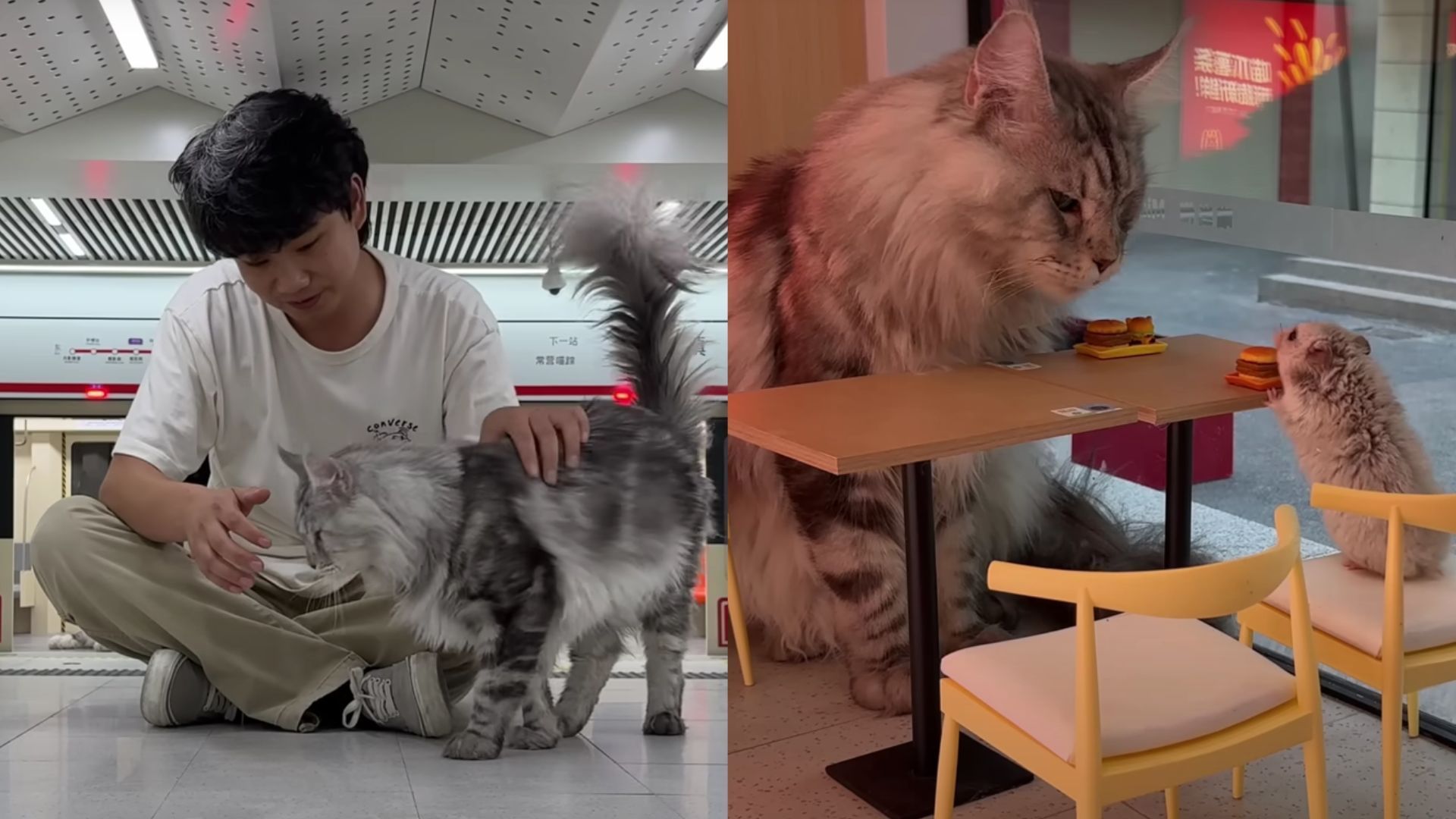Who is Xing's World? YouTuber goes viral for building a town with McDonald's for his cats