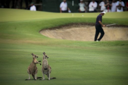 The Australian PGA Championship, which starts on Thursday, has been hosted at Coolum since 2002 The Australian PGA Championship, which starts on Thursday, has been hosted at Coolum since 2002