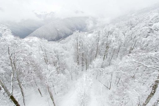 Snow-covered trees and mountains above Rosa Khutor, one of the 2014 Winter Olympic venues, in Sochi on February 19, 2013 Snow-covered trees and mountains above Rosa Khutor, one of the 2014 Winter Olympic venues, in Sochi on February 19, 2013