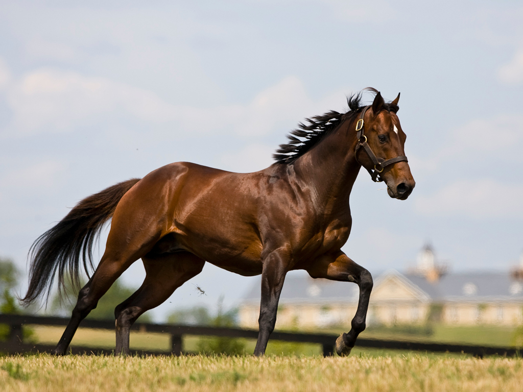 understanding equestrian sports part 1 types of horses understanding equestrian sports part 1 types of horses