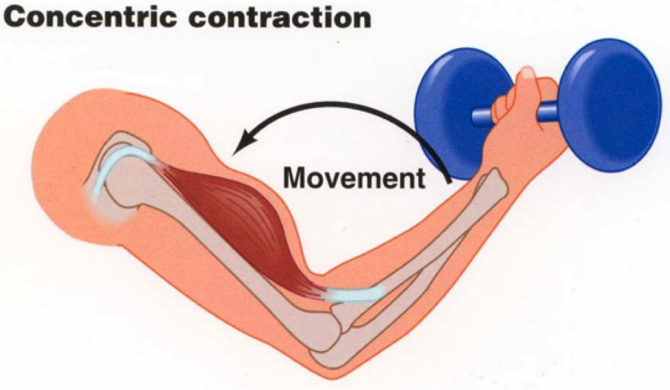 how-to-activate-muscle-fibres